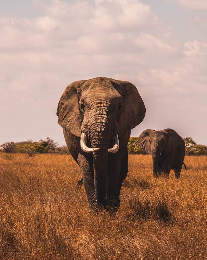 4. Elephants Travel